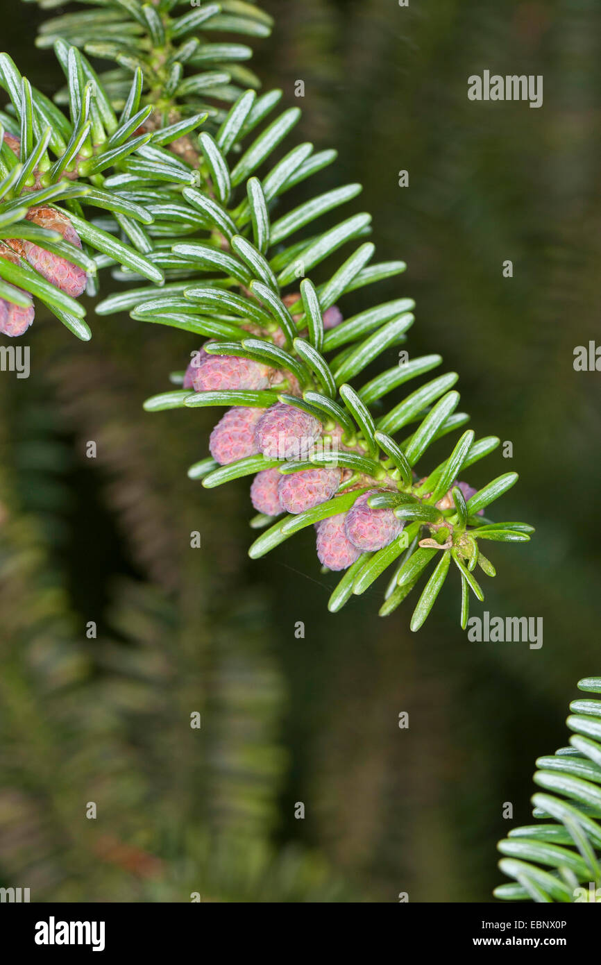 Sapin pectiné, sapin (Abies pinsapo hérisson), branche avec fleurs mâles Banque D'Images