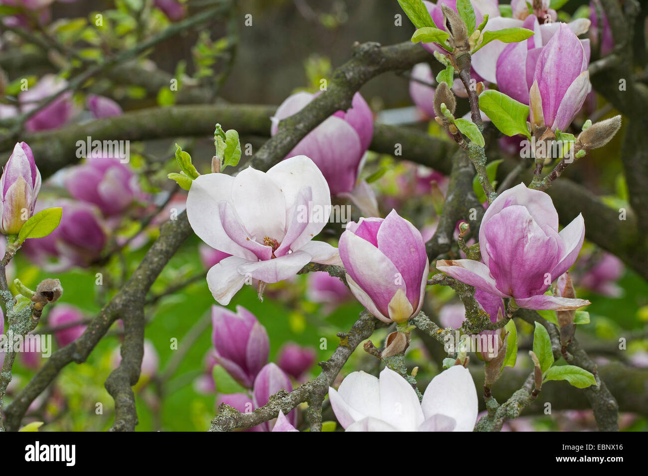 Saucer magnolia (Magnolia x Lysimachia clethroides Duby Lysimachia fortunei Maxim, Magnolia, Magnolia x soulangeana Lysimachia clethroides Duby Lysimachia fortunei Maxim, Magnolia soulangeana), la direction générale en fleurs Banque D'Images