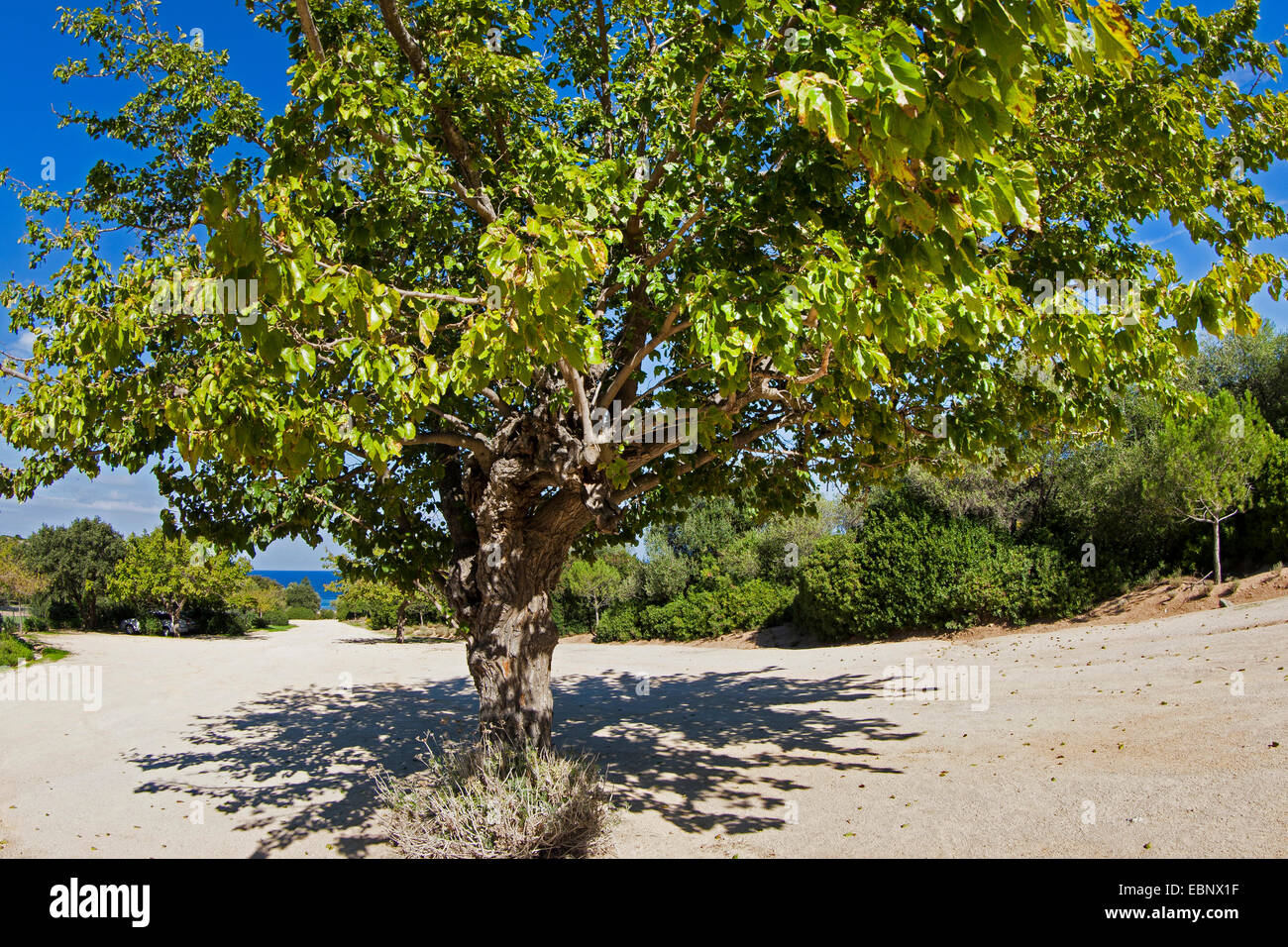 Chinese white Mulberry (Morus alba), seul arbre Banque D'Images