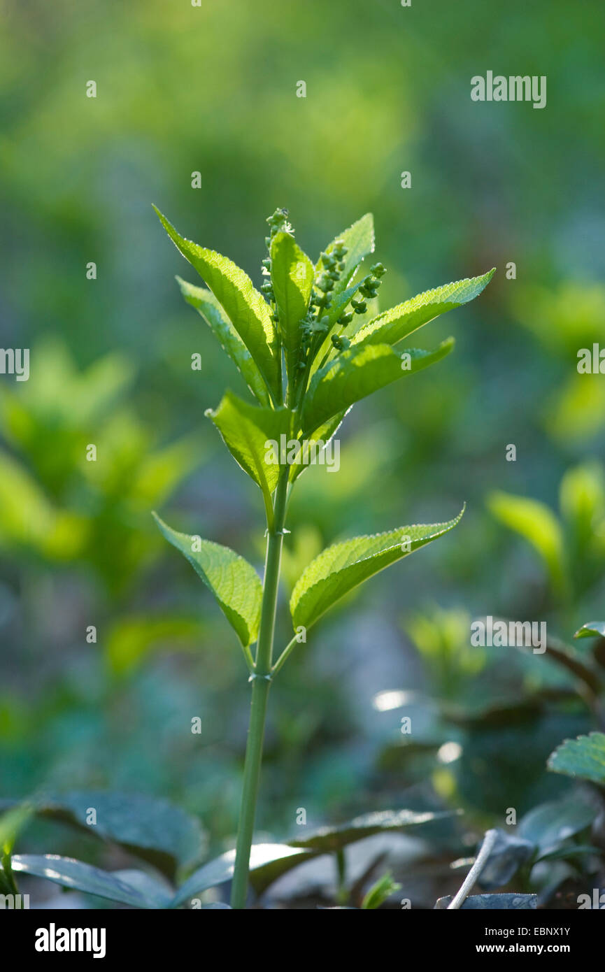 Le mercure du chien (Mercurialis perennis), plante mâle, Allemagne Banque D'Images