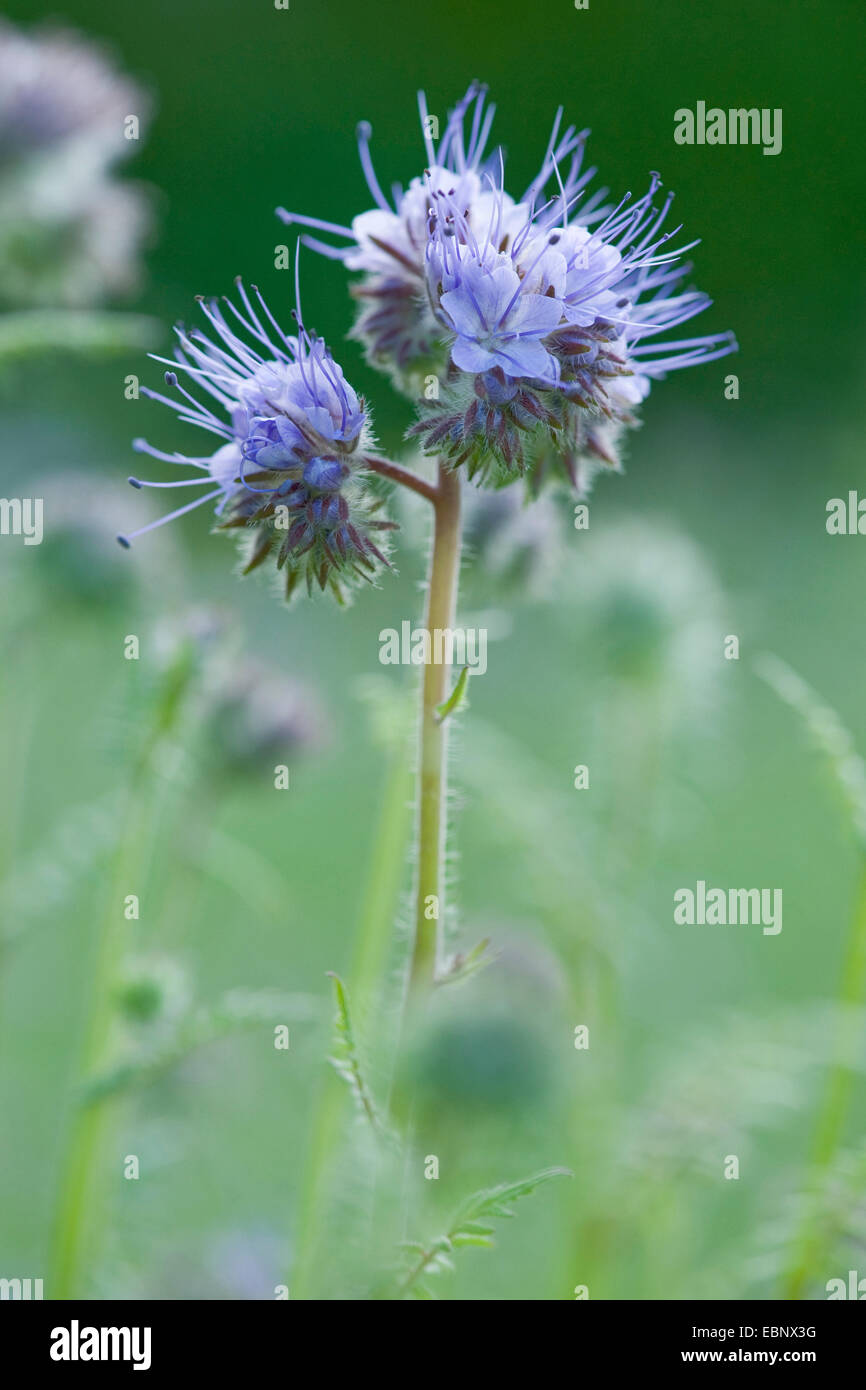 L'alimentation de l'abeille tanaisie, mauvaises herbes-scorpion (Phacelia tanacetifolia), inflorescence Banque D'Images