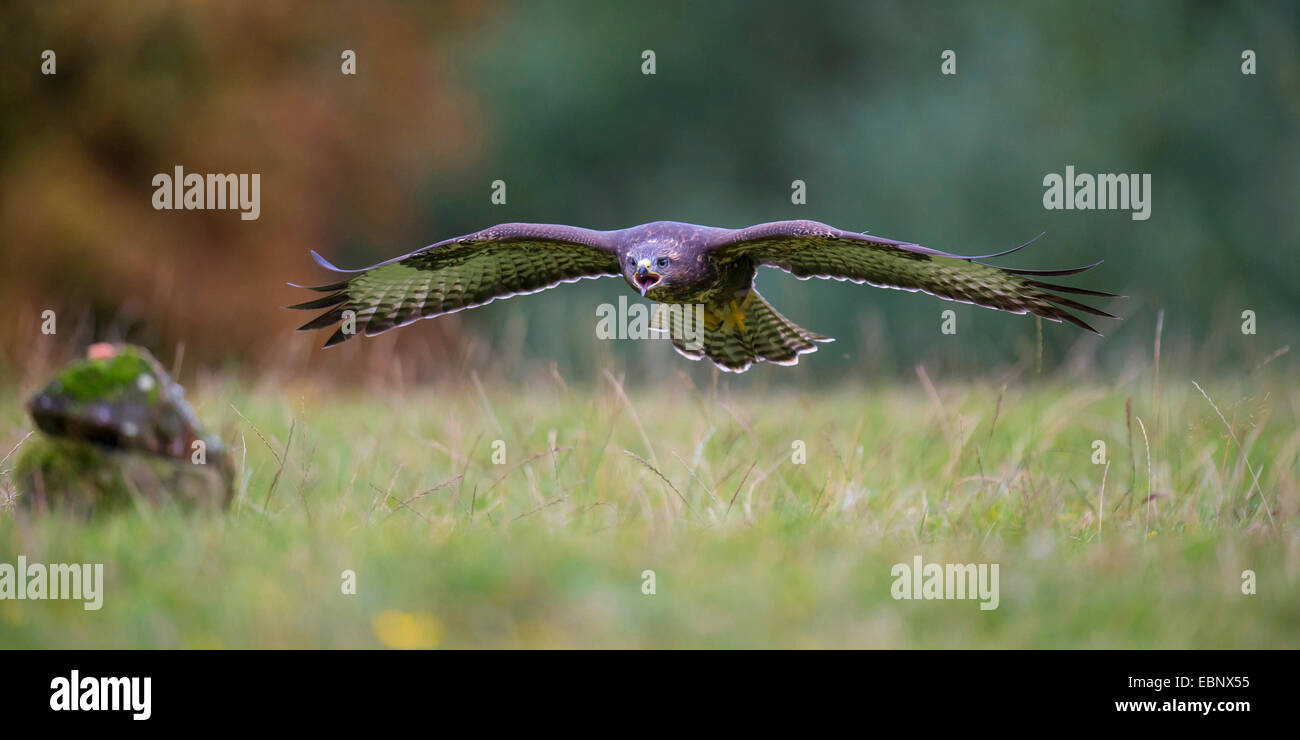 Eurasian buzzard (Buteo buteo), la buse en vol, l'ALLEMAGNE, Basse-Saxe Banque D'Images