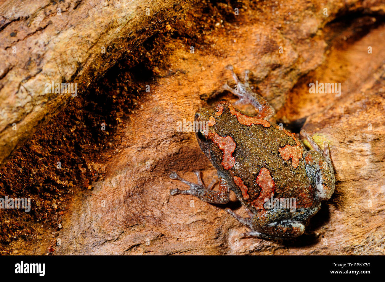 Grenouille peint sri-lankais (cf. Kaloula taprobanica), sur l'écorce, le Sri Lanka, Nationalpark Sinharaja Forest Banque D'Images