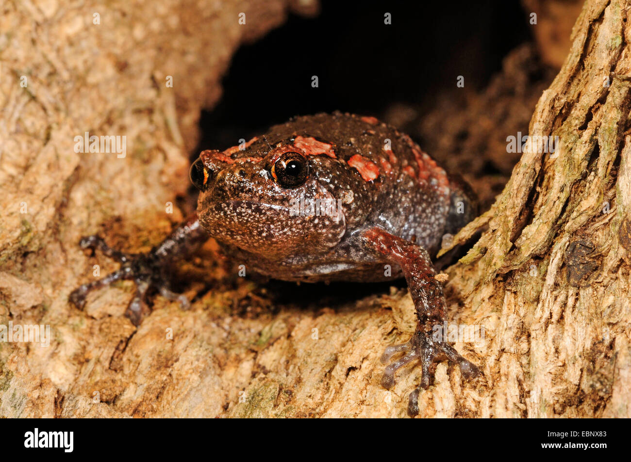 Grenouille peint sri-lankais (cf. Kaloula taprobanica), dans un trou d'arbre, le Sri Lanka, Nationalpark Sinharaja Forest Banque D'Images