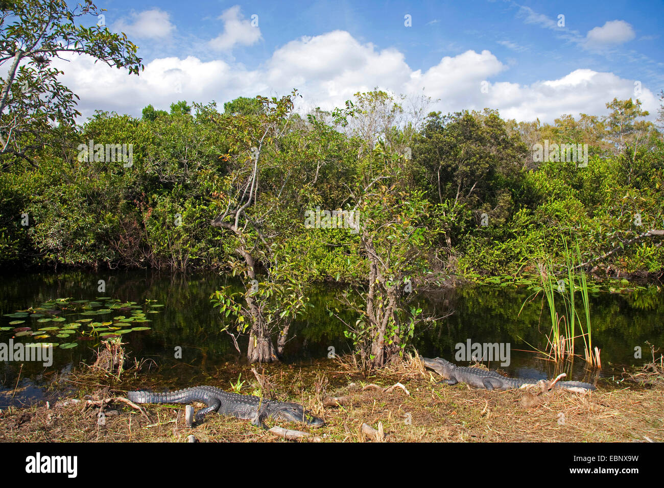 Alligator Alligator mississippiensis (), deux alligators se trouvant sur la rive d'un cours d'eau, USA, Floride, Big Cypress National Preserve Banque D'Images