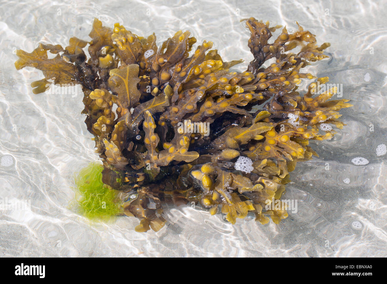 Fucus vésiculeux, Bladderrack Noir, tang, Fucus, fucus de la vessie, de la mer Noire, de chêne tany, couper les mauvaises herbes, les teinturiers, fucus, fucus rouge Rock rack (Fucus vesiculosus, Halidrys vesiculosus), au reflux dans une eau peu profonde, Allemagne Banque D'Images