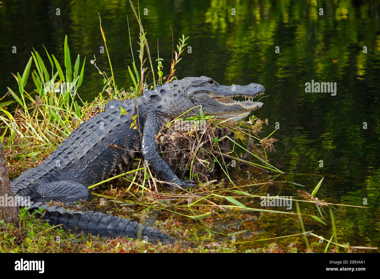 Alligator Alligator mississippiensis), (sur le site d'une rive d'un cours d'eau, à l'USA, Floride, Big Cypress National Preserve Banque D'Images