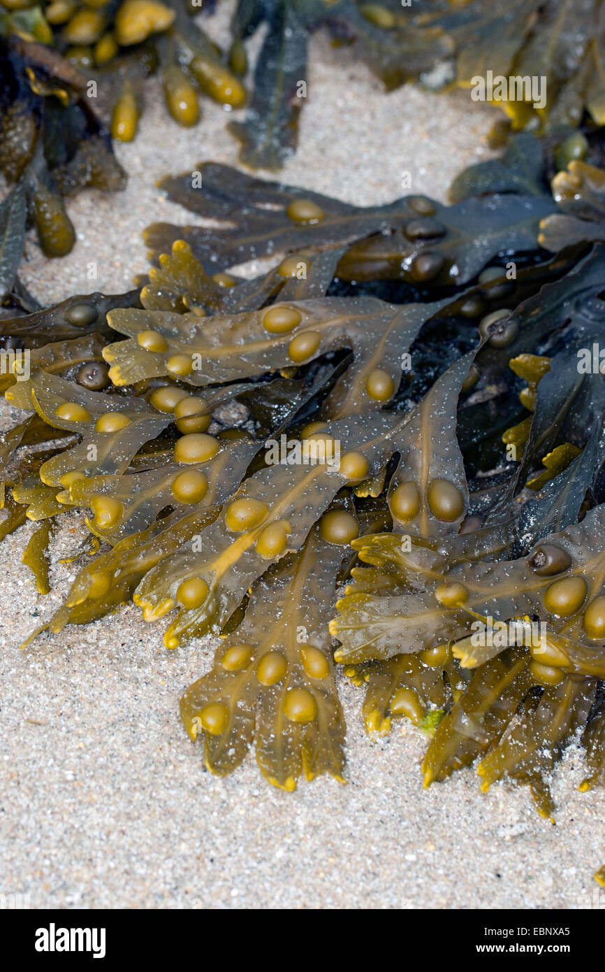 Fucus vésiculeux, Bladderrack Noir, tang, Fucus, fucus de la vessie, de la mer Noire, de chêne tany, couper les mauvaises herbes, les teinturiers, fucus, fucus rouge Rock rack (Fucus vesiculosus, Halidrys vesiculosus), à reflux sur le sable, Allemagne Banque D'Images