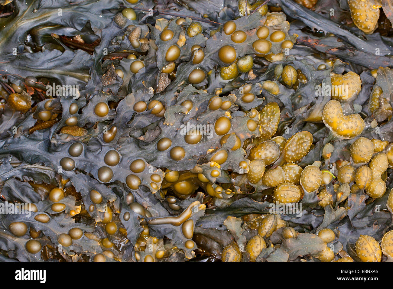 Fucus vésiculeux, Bladderrack Noir, tang, Fucus, fucus de la vessie, de la mer Noire, de chêne tany, couper les mauvaises herbes, les teinturiers, fucus, fucus rouge Rock rack (Fucus vesiculosus, Halidrys vesiculosus), au reflux , Allemagne Banque D'Images