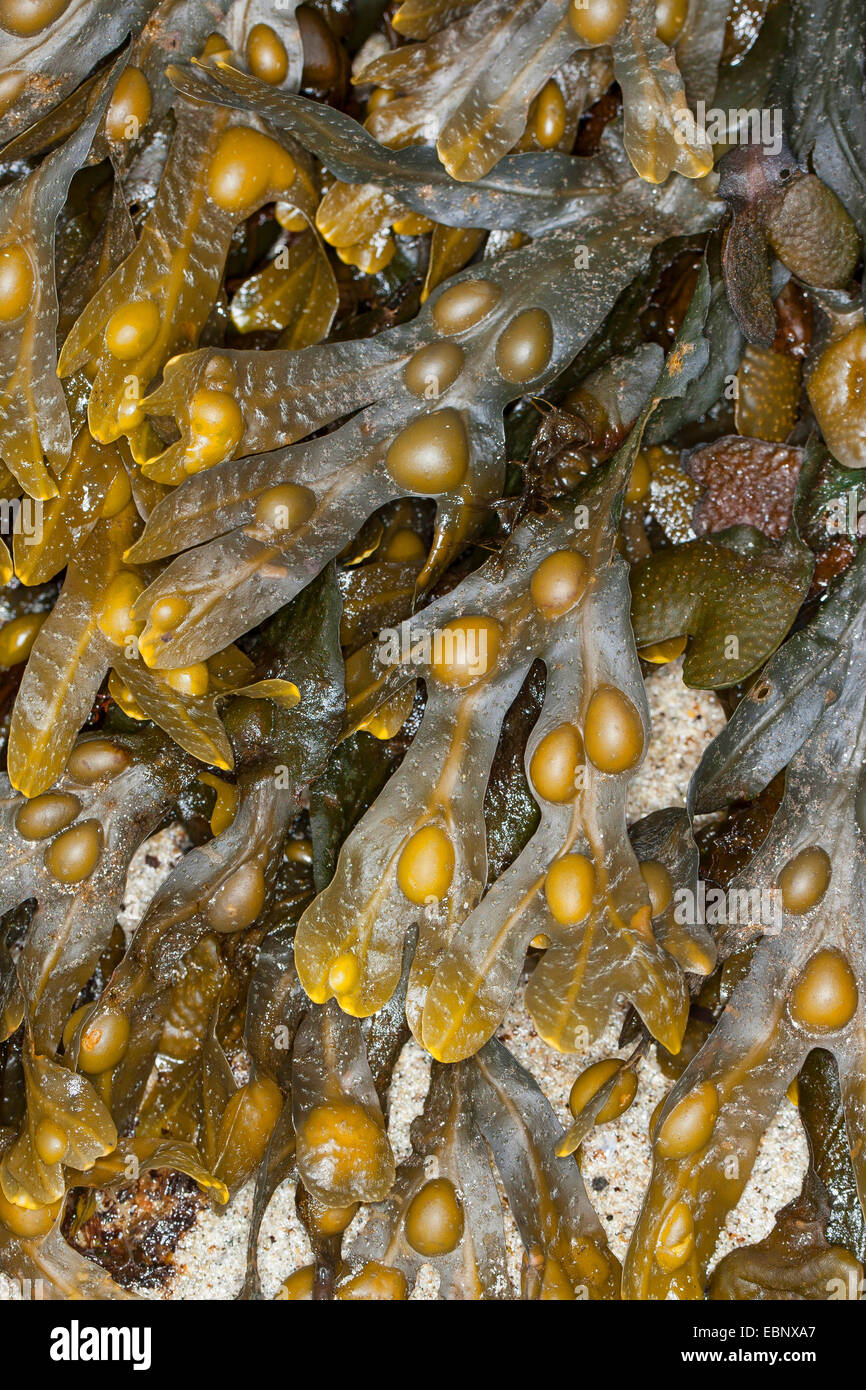 Fucus vésiculeux, Bladderrack Noir, tang, Fucus, fucus de la vessie, de la mer Noire, de chêne tany, couper les mauvaises herbes, les teinturiers, fucus, fucus rouge Rock rack (Fucus vesiculosus, Halidrys vesiculosus), à reflux sur le sable, Allemagne Banque D'Images