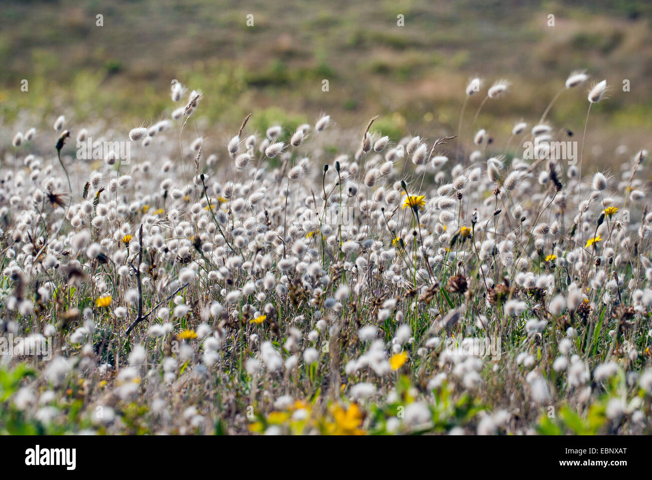 La Lièvre (Lagurus ovatus), dans un pré en fleurs Banque D'Images