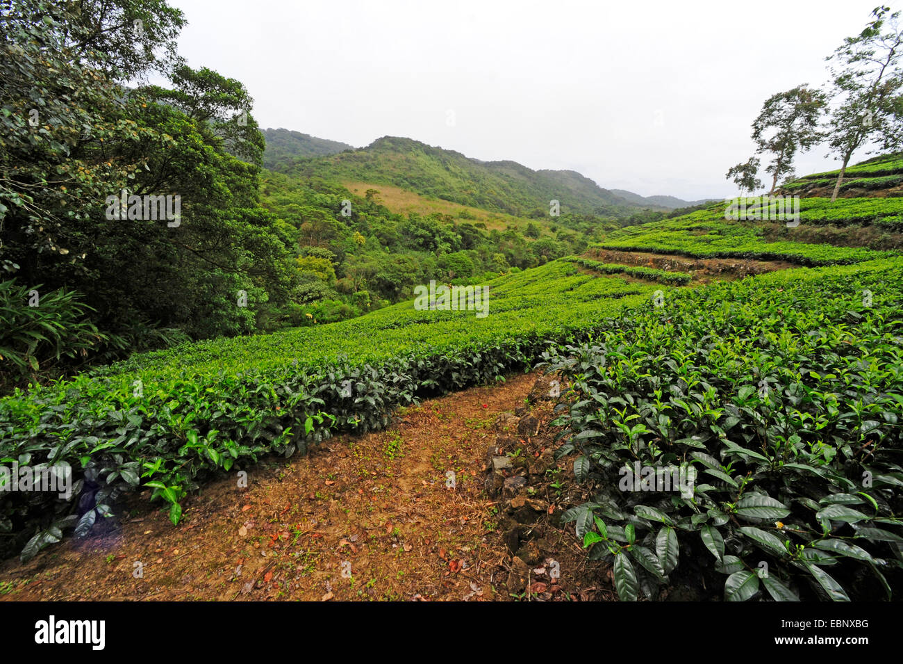 Usine de thé (Camellia sinensis, Thea sinensis), plantation de thé au Sri Lanka, Sri Lanka Banque D'Images