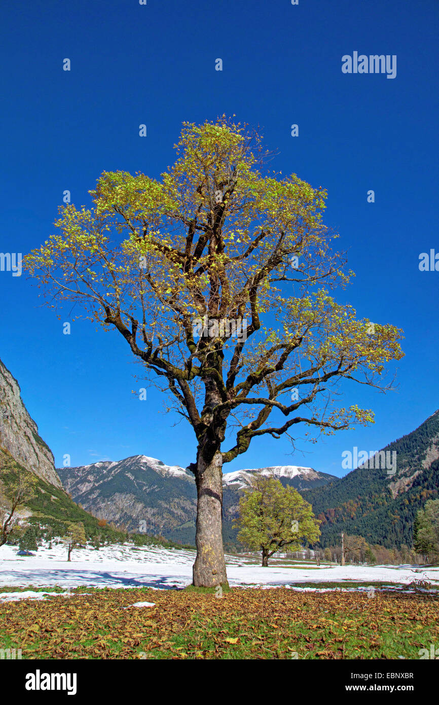 L'érable sycomore, grand érable (Acer pseudoplatanus), paysage de montagne avec de vieux érables, Autriche, Tyrol, Karwendel, Grosser Ahornboden Banque D'Images