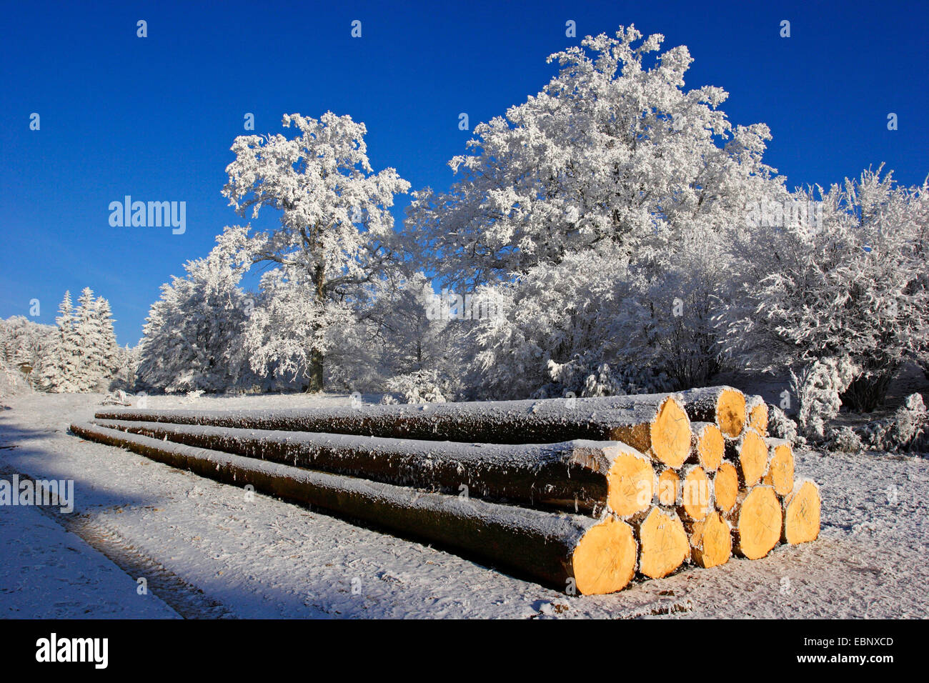 L'épinette de Norvège (Picea abies), avec les journaux de givre sur l'Dellenhaeule en hiver , Allemagne, Bade-Wurtemberg, Beuren Banque D'Images