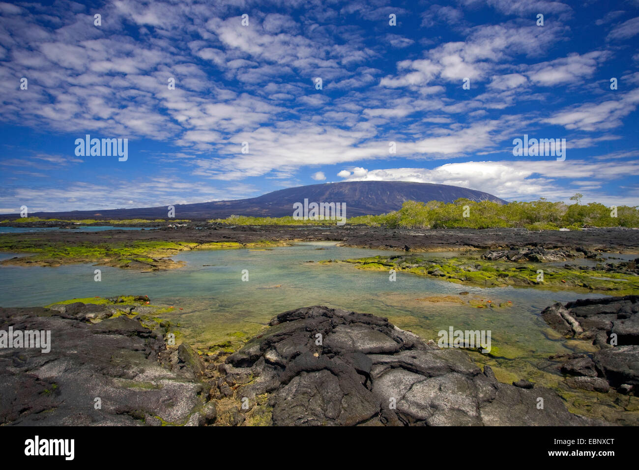 Punta Espinosa, Équateur, Îles Galápagos, Fernandina Banque D'Images