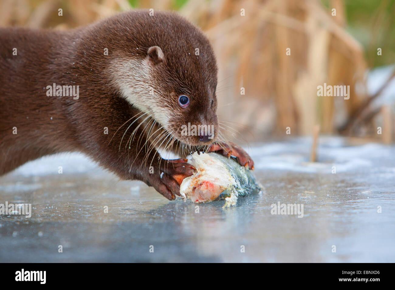 La loutre d'Europe, loutre d'Europe, la loutre (Lutra lutra), femme mangeant une perche fluviatile capturés, Allemagne Banque D'Images