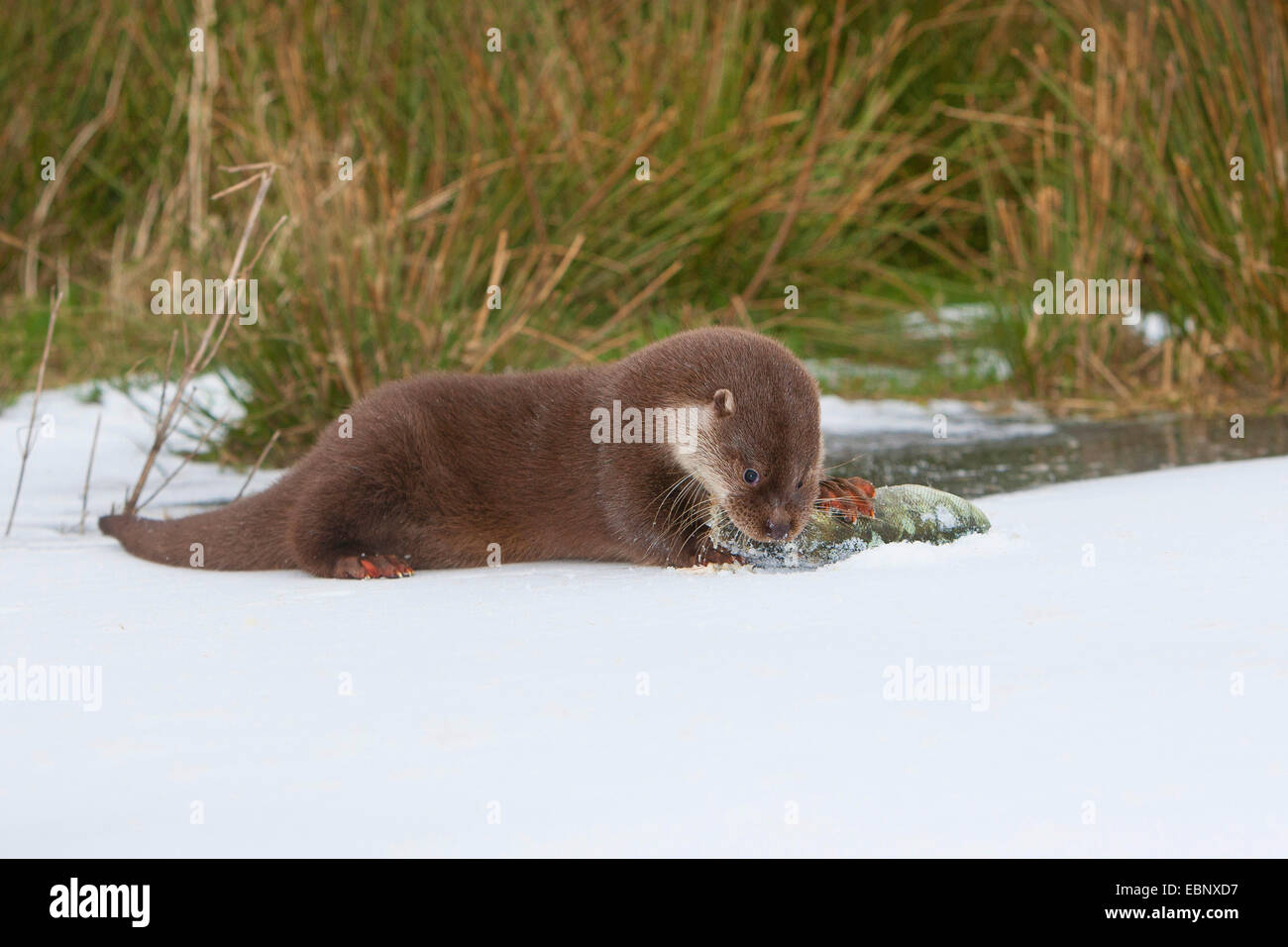 La loutre d'Europe, loutre d'Europe, la loutre (Lutra lutra), l'alimentation d'une femme pris la perche dans la neige, Allemagne Banque D'Images