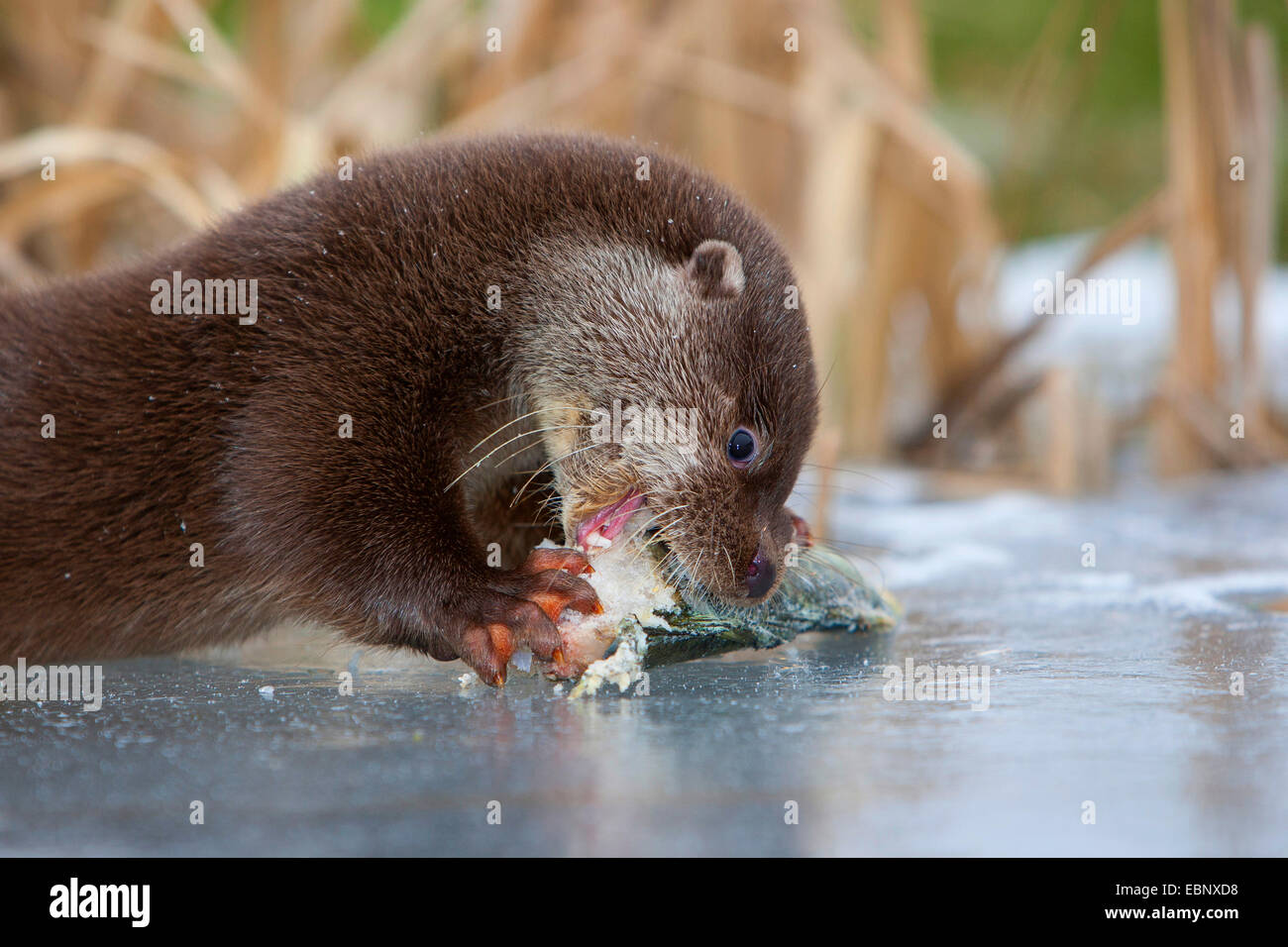 La loutre d'Europe, loutre d'Europe, la loutre (Lutra lutra), femme mangeant une perche fluviatile capturés, Allemagne Banque D'Images