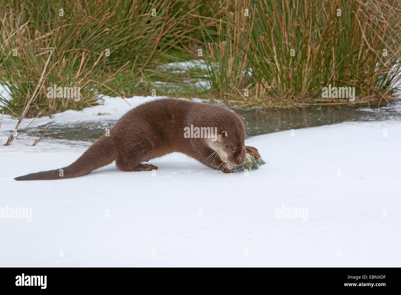 La loutre d'Europe, loutre d'Europe, la loutre (Lutra lutra), l'alimentation d'une femme pris la perche dans la neige, Allemagne Banque D'Images