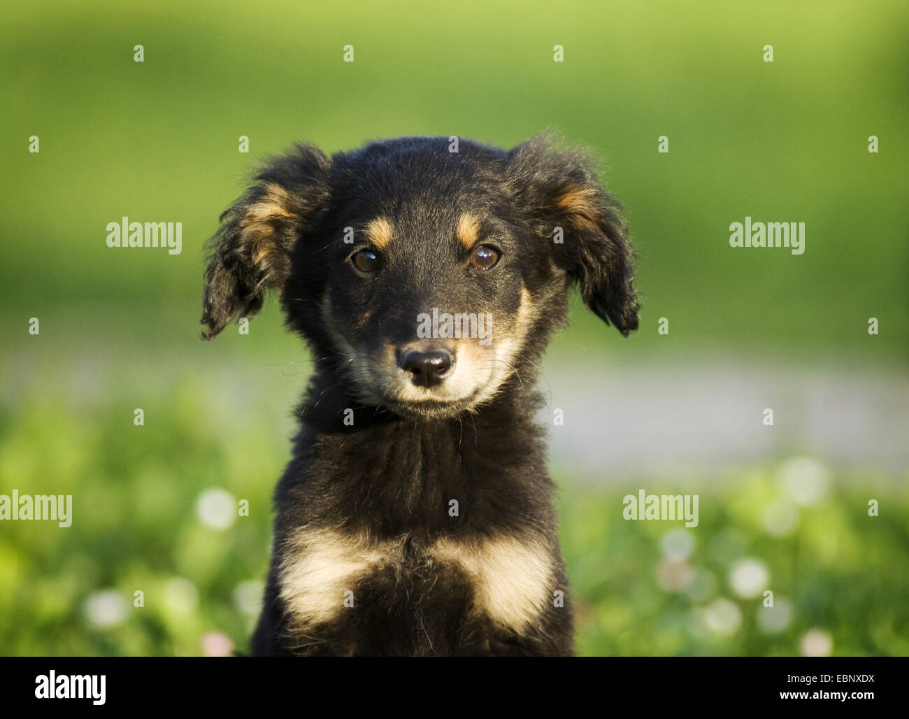 Chien domestique (Canis lupus f. familiaris), mixed breed puppy, portrait dans un pré, Allemagne, Bade-Wurtemberg Banque D'Images