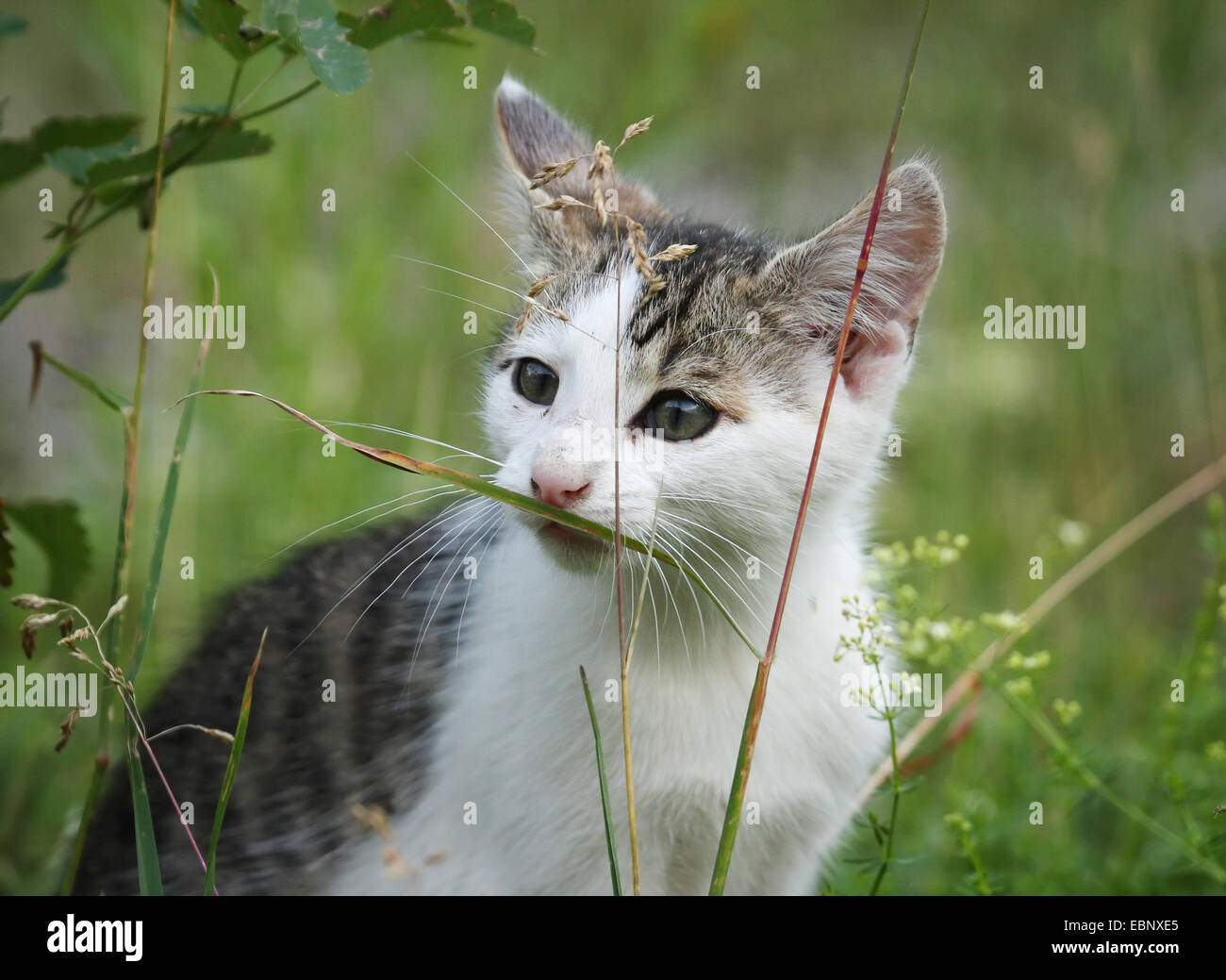 Chat domestique, le chat domestique (Felis silvestris catus). f, tabby et blanc chaton renifler à un brin d'herbe, de l'Allemagne, Bade-Wurtemberg Banque D'Images