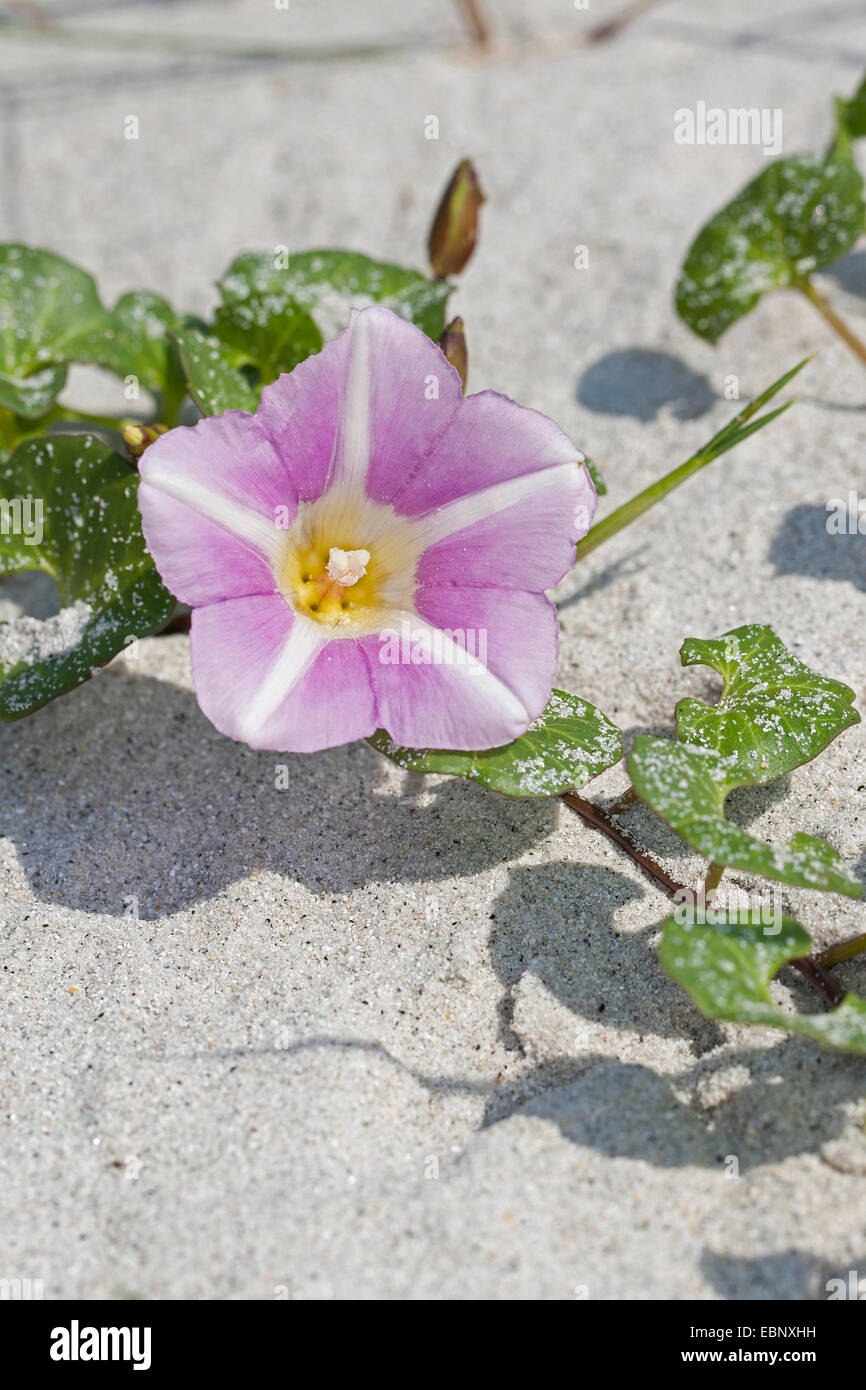 Gloire du matin plage Mer, liseron des champs, liseron des champs, Seashore Seashore faux-matin gloire (Calystegia soldanella, Convolvulus soldanella), blooming, Allemagne Banque D'Images