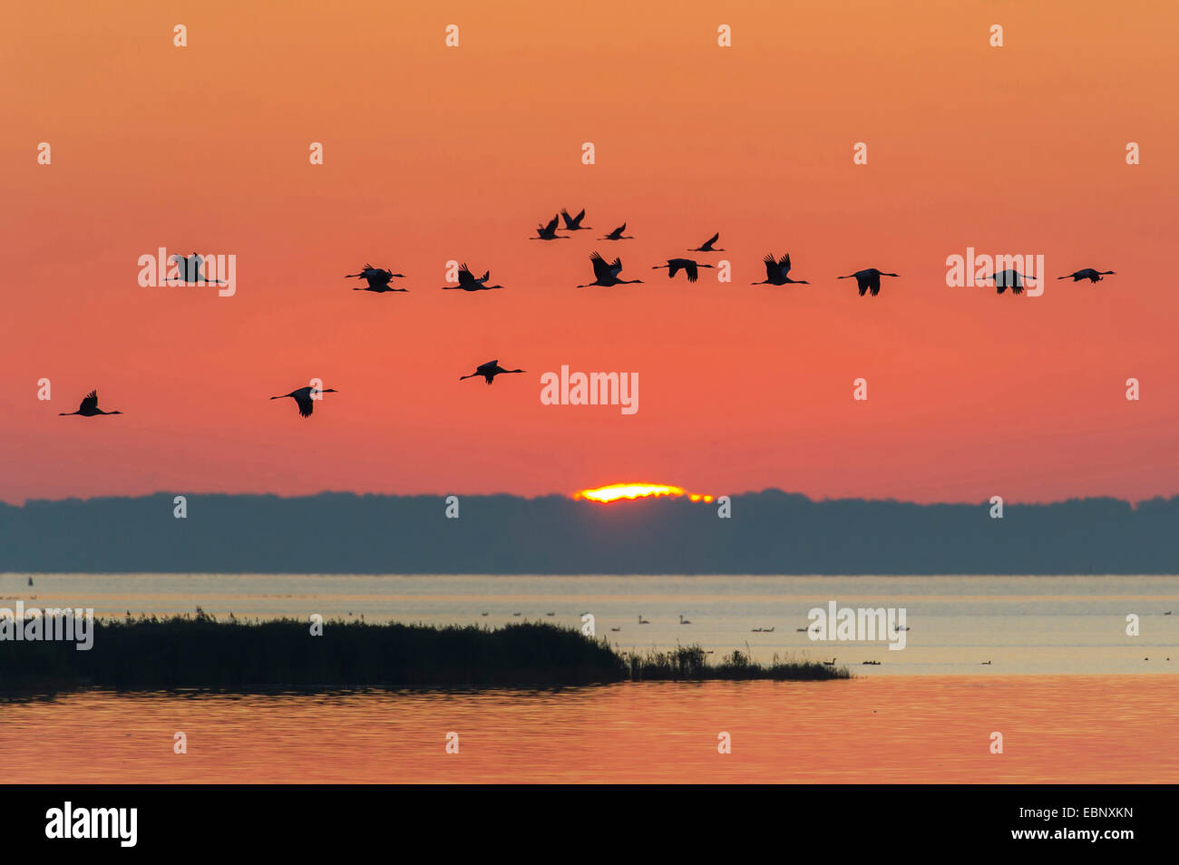 Grue cendrée grue eurasienne, (Grus grus), flying troupeau au coucher du soleil, de l'Allemagne, de Mecklembourg-Poméranie-Occidentale, de la mer Baltique, Gross Mohrdorf Banque D'Images