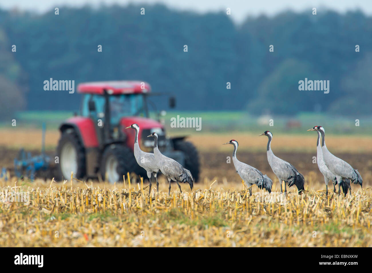 Grue cendrée grue eurasienne, (Grus grus), des grues sur un champ de chaumes avec tracteur, ALLEMAGNE, Basse-Saxe, Diepholzer Moorniederung Banque D'Images
