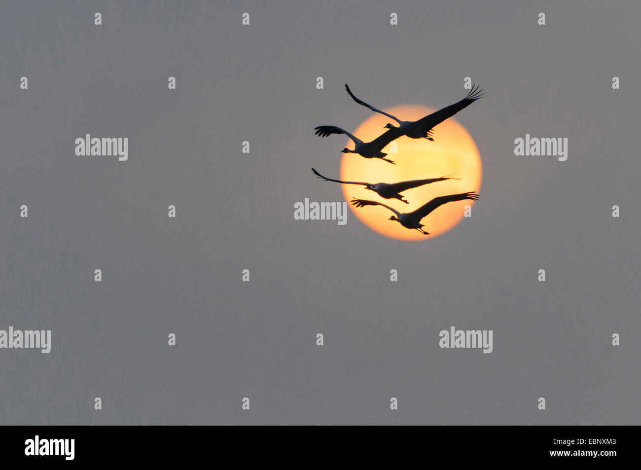 Gruidae (grues), Flying Cranes face au soleil couchant, l'Allemagne, Mecklembourg-Poméranie-Occidentale Banque D'Images