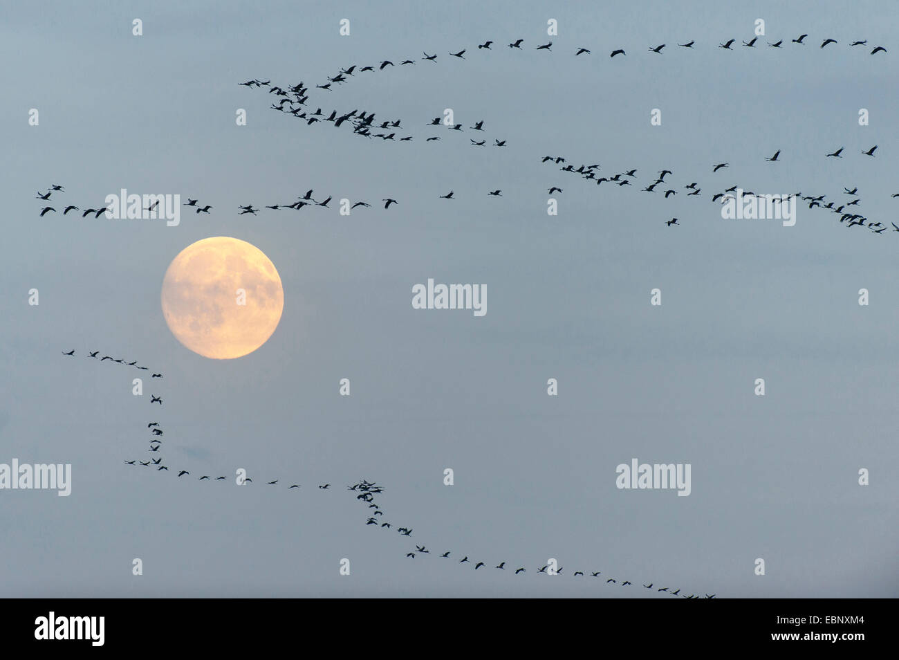 Grue cendrée grue eurasienne, (Grus grus), flying flock en face de la pleine lune, en Allemagne, en Mecklembourg-Poméranie-Occidentale Banque D'Images