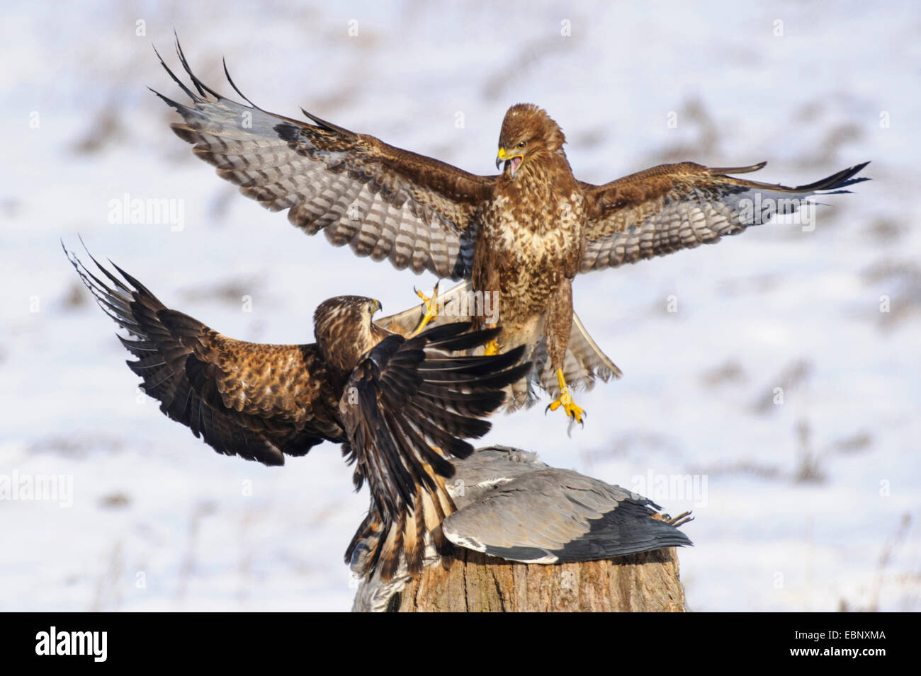 Eurasian buzzard (Buteo buteo), deux buses se disputant une proie, l'Allemagne, de Mecklembourg-Poméranie occidentale, Feldberger Seenlandschaft Banque D'Images