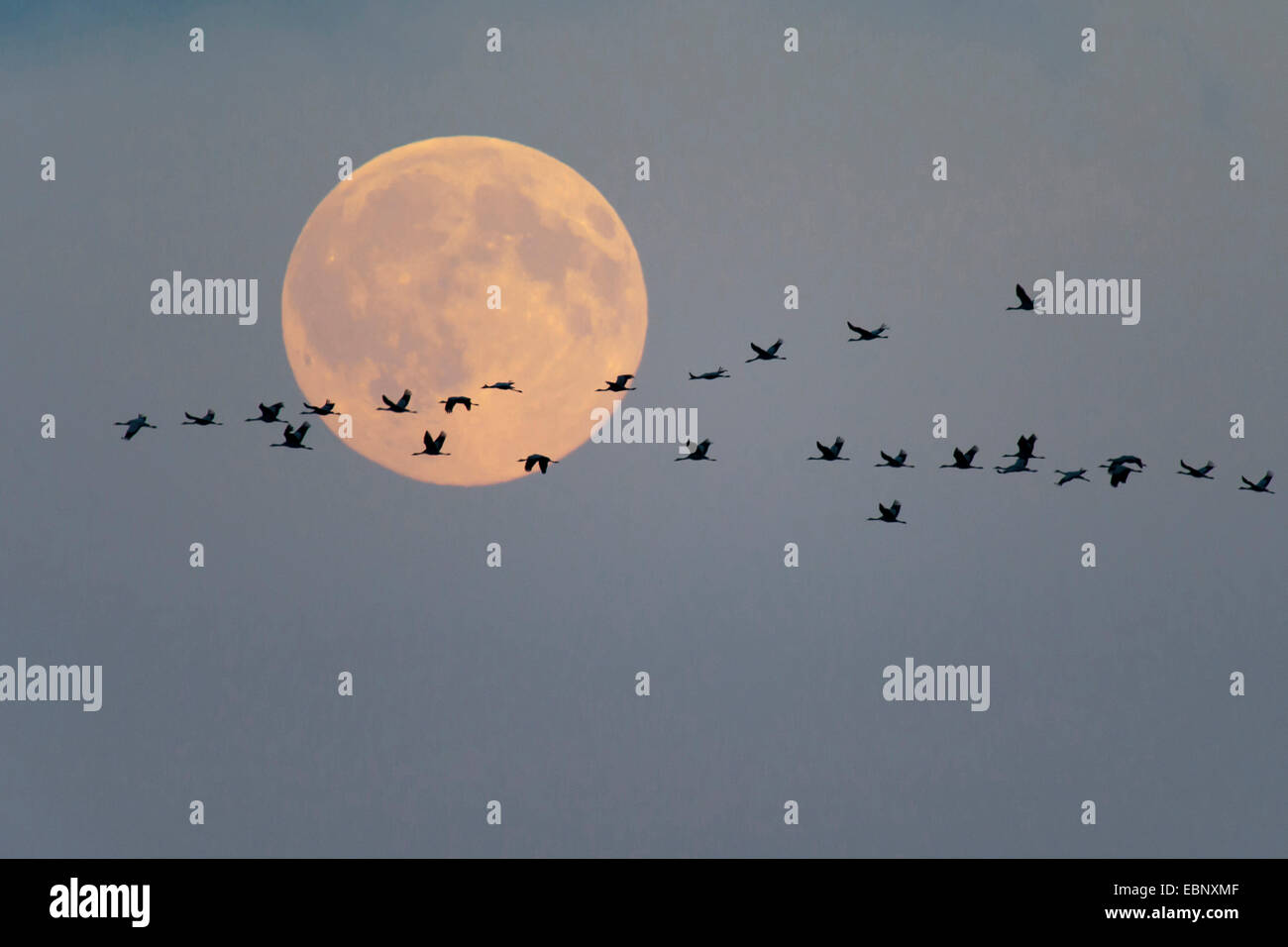 Grue cendrée grue eurasienne, (Grus grus), flying flock en face de la pleine lune, en Allemagne, en Mecklembourg-Poméranie-Occidentale Banque D'Images