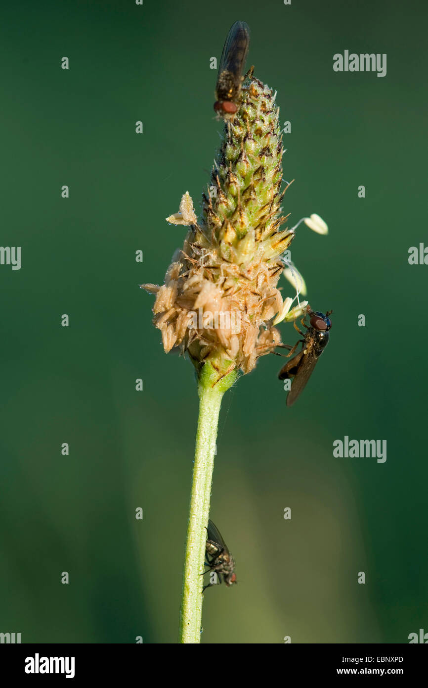 Plantain Buckhorn, anglais, plantain plantain lancéole, rib de l'herbe, l'herbe d'ondulation (Plantago lanceolata), inflorescens de mouches, Allemagne Banque D'Images