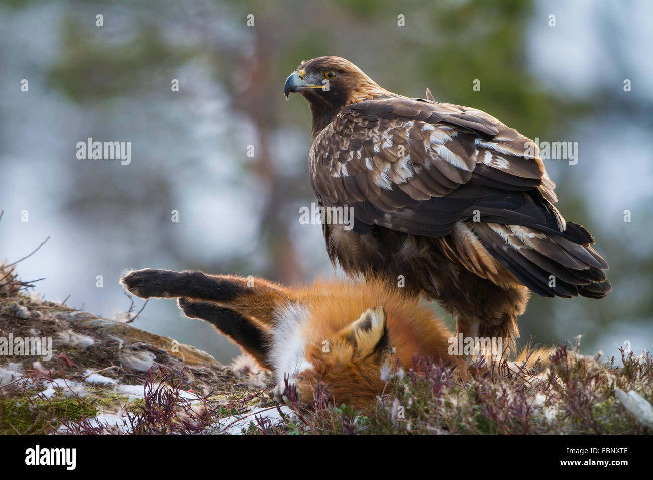 L'aigle royal (Aquila chrysaetos), assis à côté d'un renard mort, la Norvège, Trondheim Banque D'Images