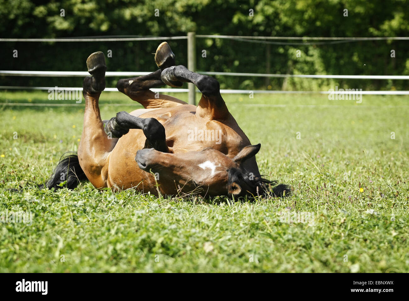 Chevaux hanovriens, warmblood allemand (Equus przewalskii f. caballus), cheval brun roulant sur les pâturages, l'Allemagne, Bade-Wurtemberg Banque D'Images