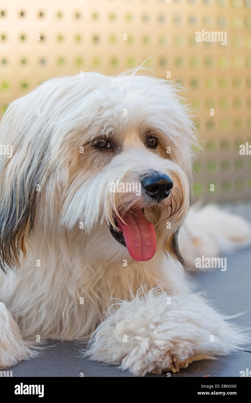 Terrier tibétain Tsang, Apso, Dokhi Apso (Canis lupus f. familiaris), un an, sable brillant et blanc homme allongé sur une terrasse avec la bouche ouverte, Allemagne Banque D'Images