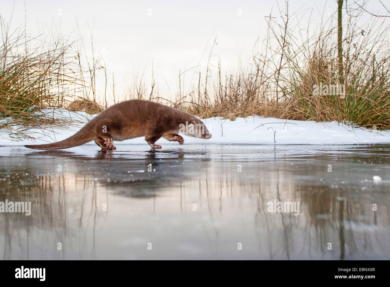 La loutre d'Europe, loutre d'Europe, la loutre (Lutra lutra), femme marche sur une calotte de glace gelé jusqu', Allemagne Banque D'Images