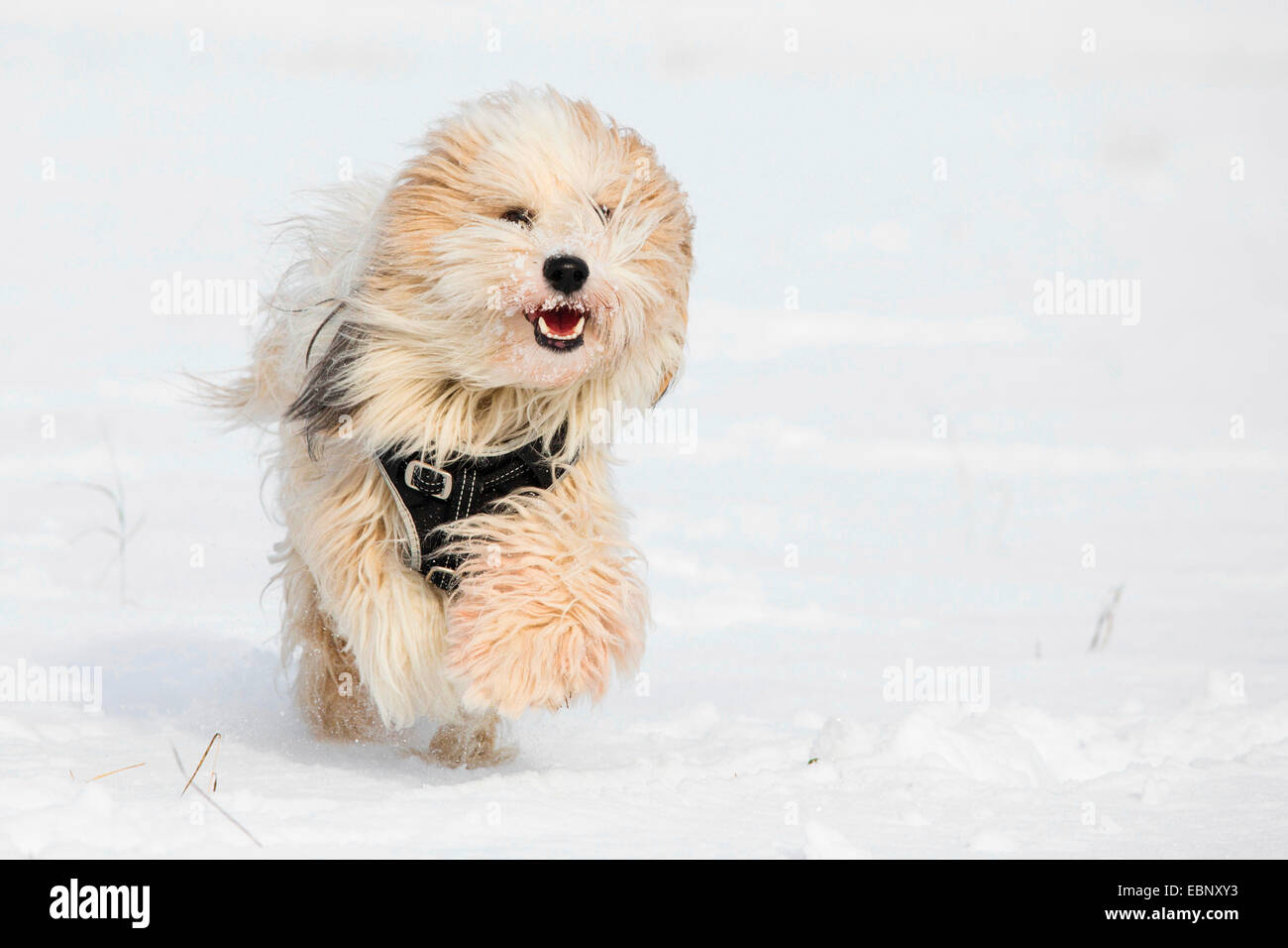 Terrier tibétain Tsang, Apso, Dokhi Apso (Canis lupus f. familiaris), un an, sable blanc et brillant homme d'exécution dans la neige vers la caméra, Allemagne Banque D'Images