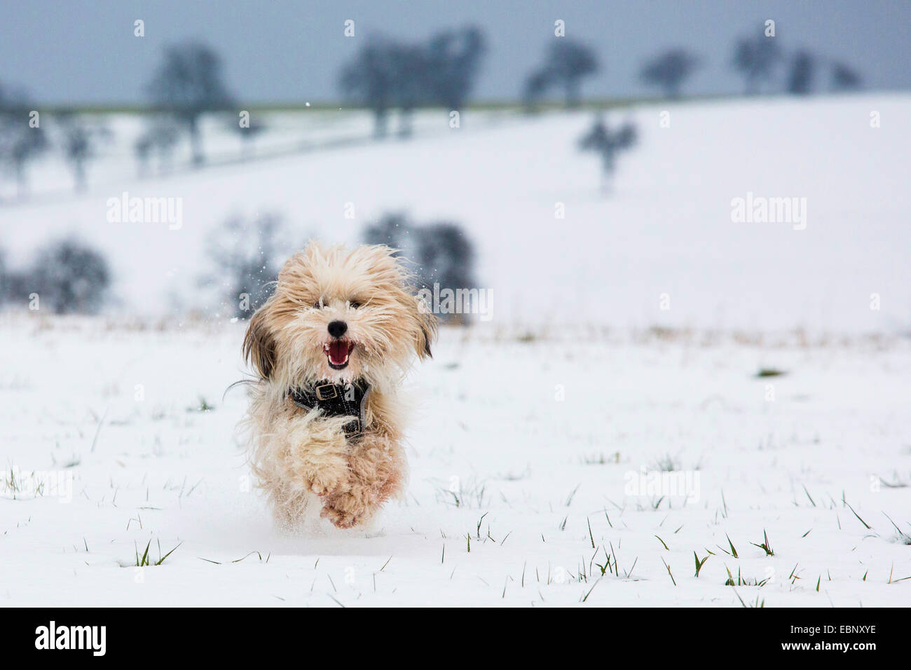 Terrier tibétain Tsang, Apso, Dokhi Apso (Canis lupus f. familiaris), un an, et sable brillant homme de race blanche s'exécutant sur un champ neigeux vers la caméra, Allemagne Banque D'Images