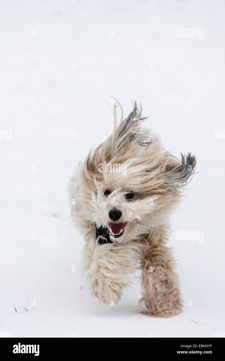 Terrier tibétain Tsang, Apso, Dokhi Apso (Canis lupus f. familiaris), un an, sable brillant et blanc homme towads dans paysage de neige caméra, Allemagne Banque D'Images