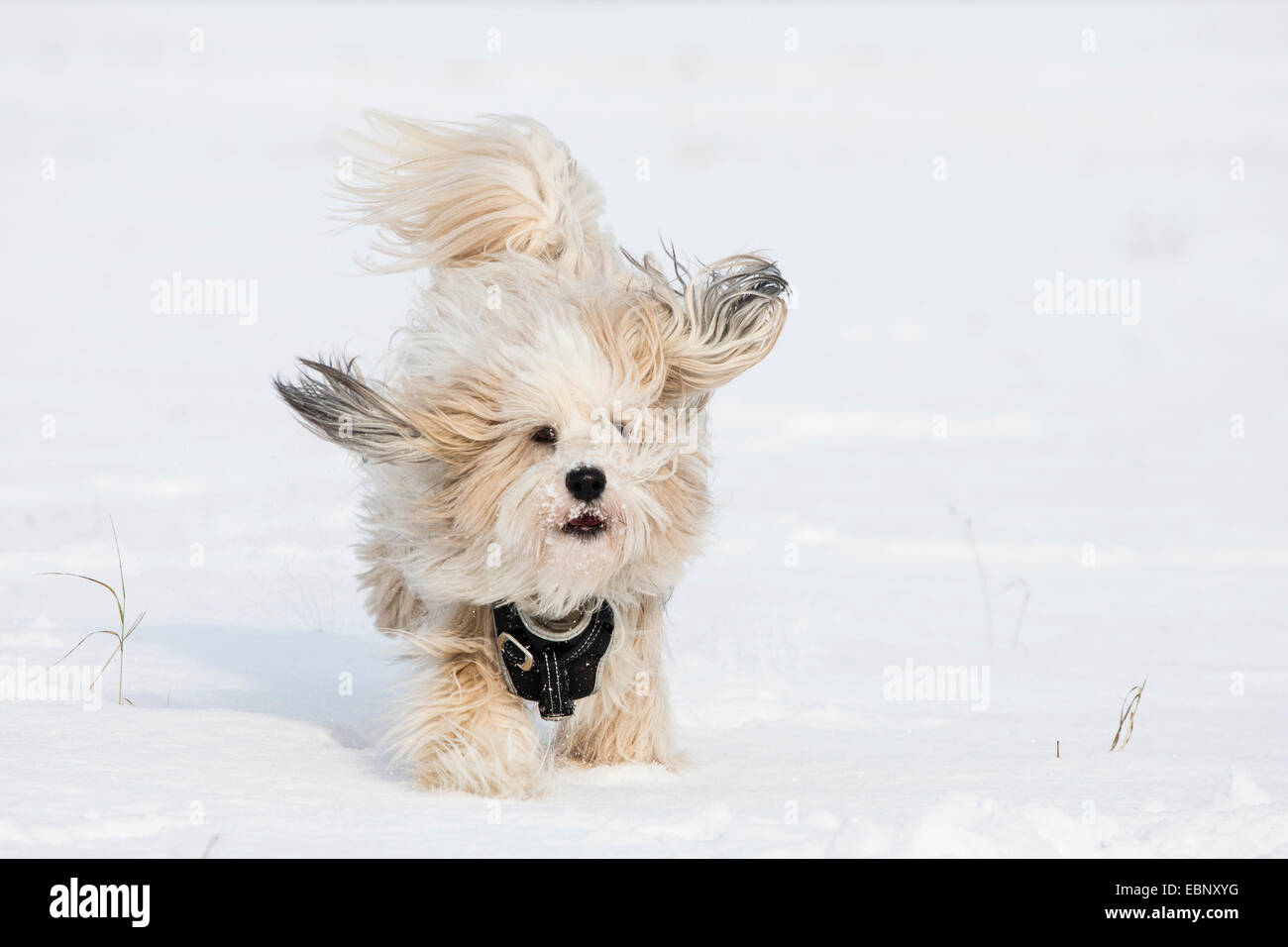 Terrier tibétain Tsang, Apso, Dokhi Apso (Canis lupus f. familiaris), un an, sable blanc et brillant homme d'exécution dans la neige vers la caméra, Allemagne Banque D'Images