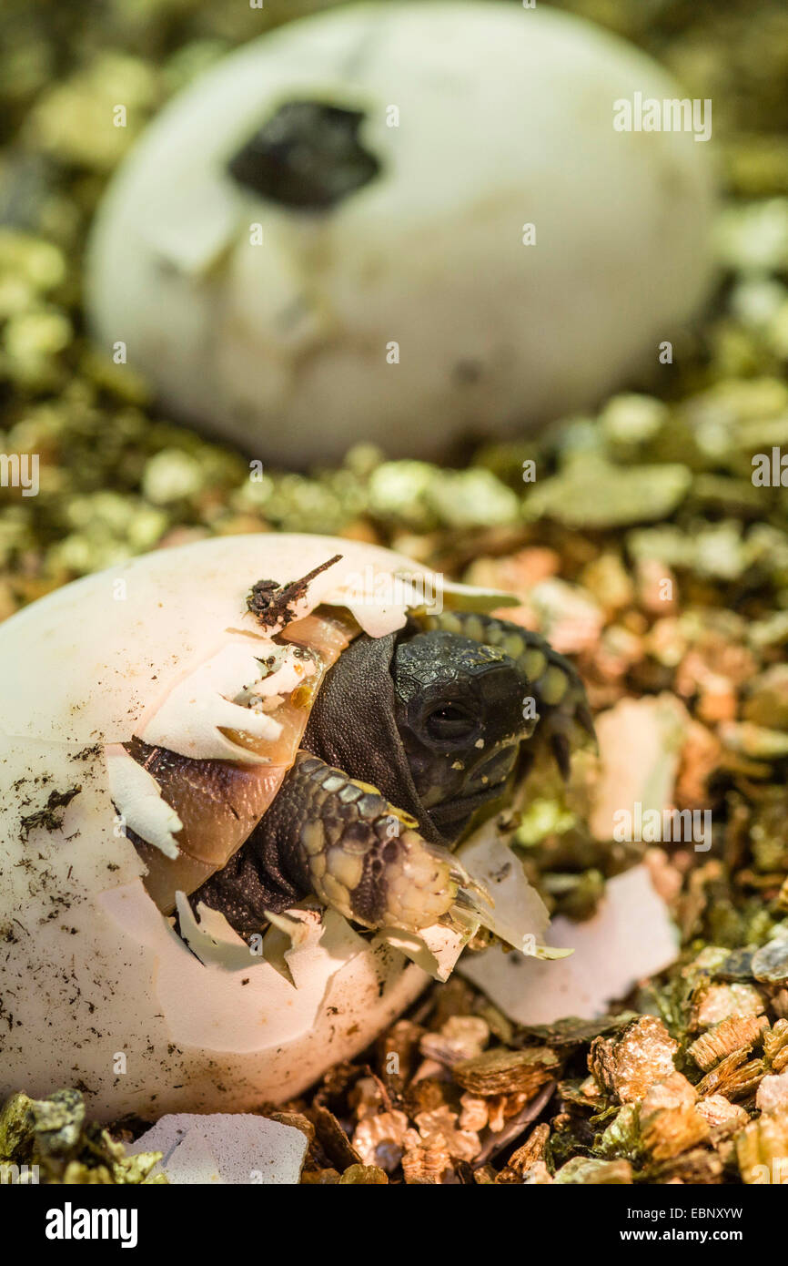 La tortue d'Hermann, tortue grecque (Testudo hermanni), l'éclosion de l'oeuf Banque D'Images