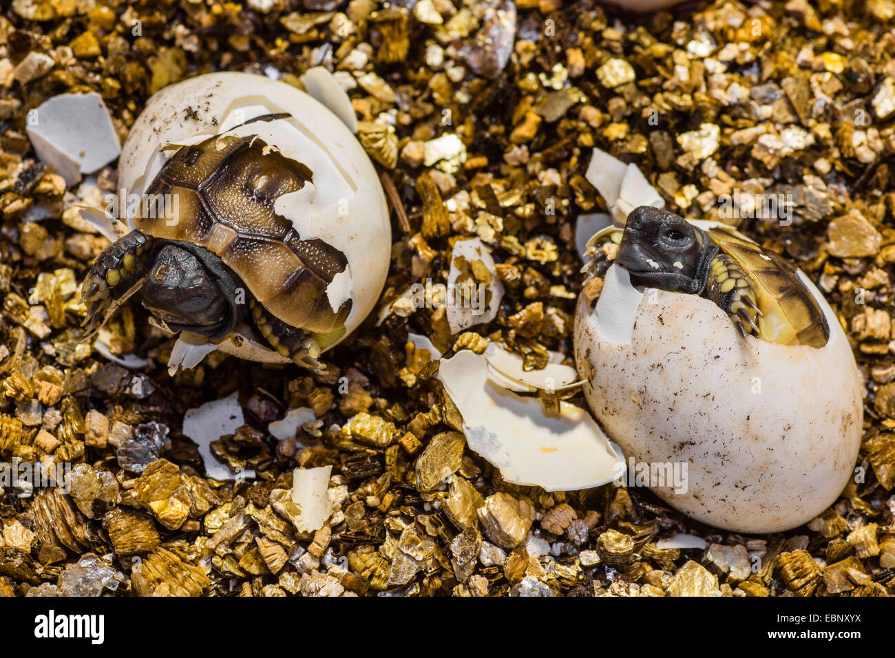 Turtle Egg Hatching Photos & Turtle Egg Hatching Images Alamy