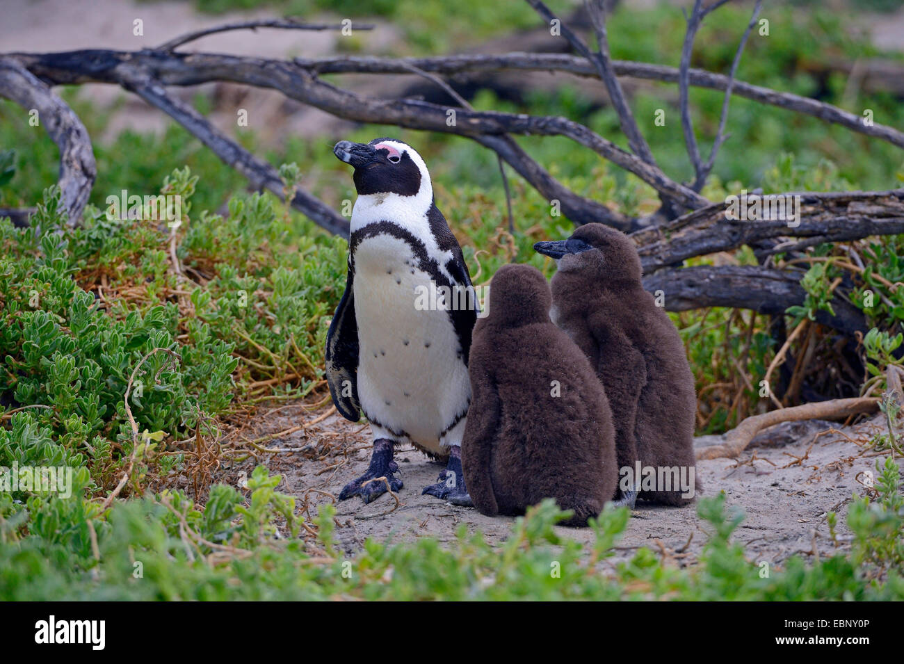 Jackass penguin, manchot, le putois (Spheniscus demersus), d'oiseaux adultes avec deux jeunes oiseaux, Afrique du Sud, Western Cape, Boulders Beach Banque D'Images
