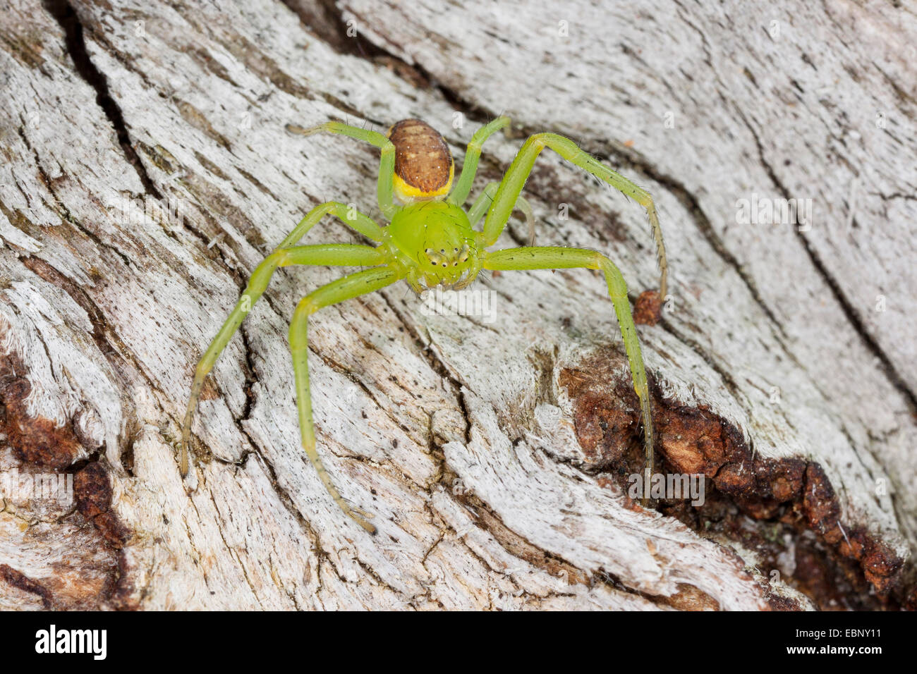 Araignée crabe vert, crabe araignée (Diaea dorsata), sur bois, Allemagne Banque D'Images