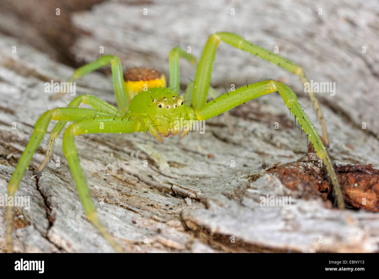 Araignée crabe vert, crabe araignée (Diaea dorsata), sur bois, Allemagne Banque D'Images