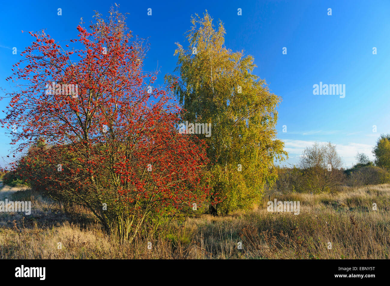 La montagne européenne-ash, Rowan Tree (Sorbus aucuparia), Rowan tree fruits et de bouleaux en automne, l'ALLEMAGNE, Basse-Saxe Oldenburger Muensterland Banque D'Images