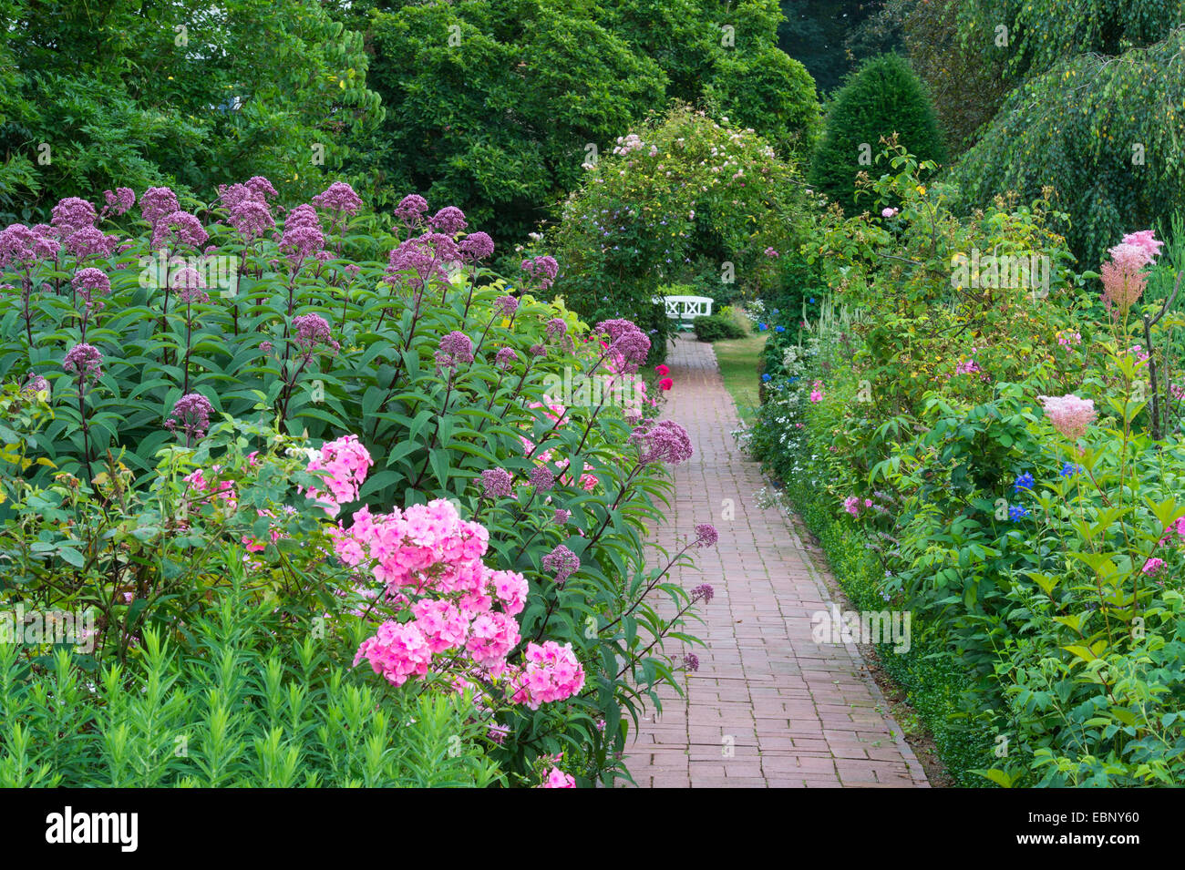 Fall phlox, phlox Phlox paniculata (jardin), jardin rural, l'ALLEMAGNE, Basse-Saxe Banque D'Images