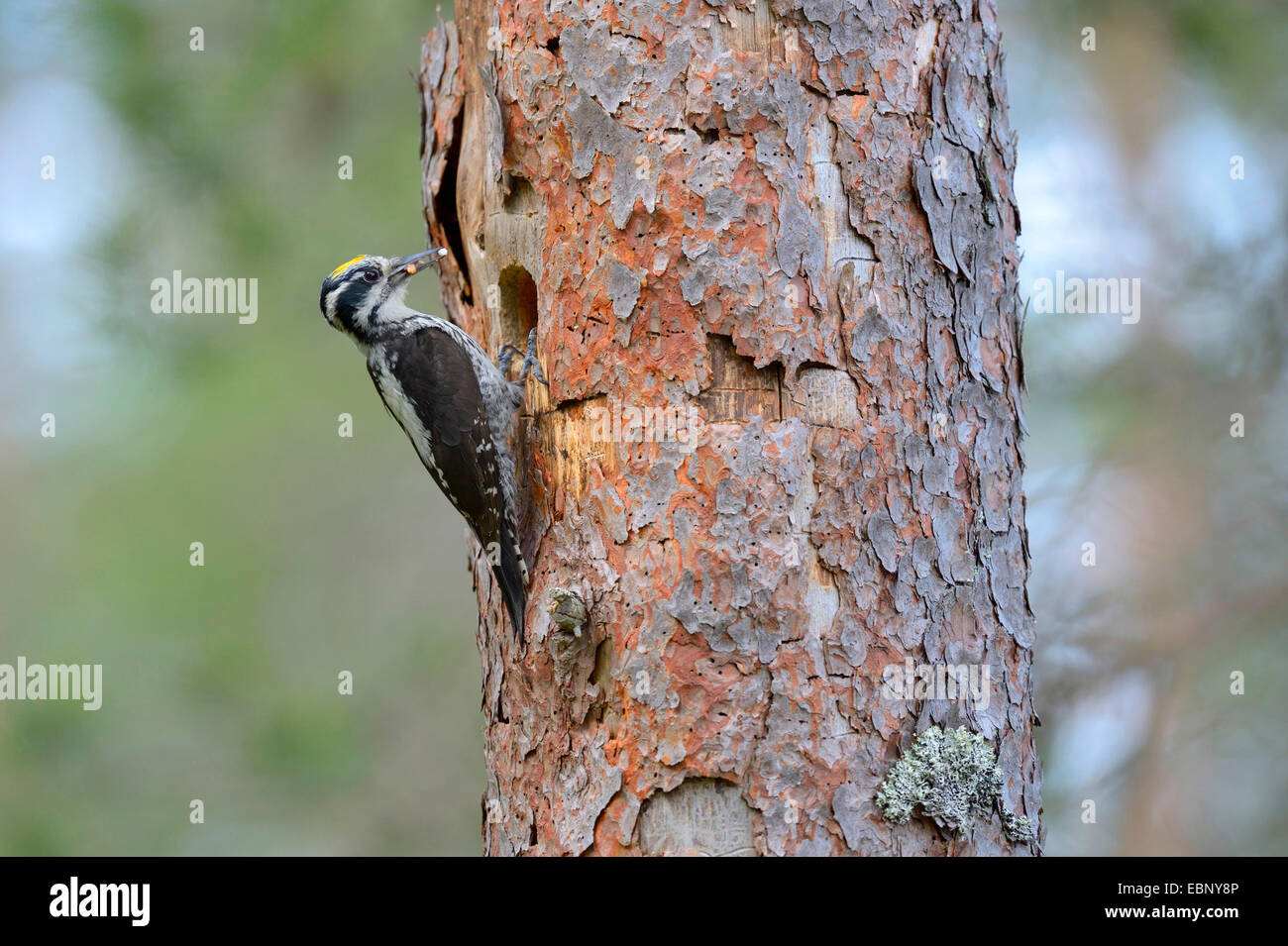 Le pic tridactyle (Picoides tridactylus), homme à son élevage trou dans un arbre avec le fourrage dans le bec, la Finlande Banque D'Images