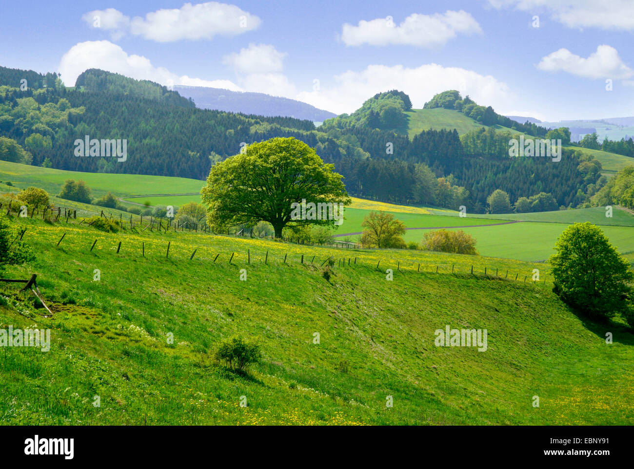 Forêt et paysage vallonné prairie au printemps, l'Allemagne, Hesse, Basse-Saxe, Diemelseegebiet Banque D'Images